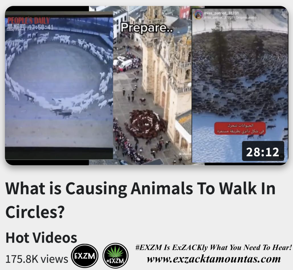 What is Causing Animals To Walk In Circles Alex Jones Infowars The Great Reset EXZM exZACKtaMOUNTas Zack Mount November 29th 2022